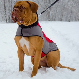 Шлея из нейлона для бордоского дога